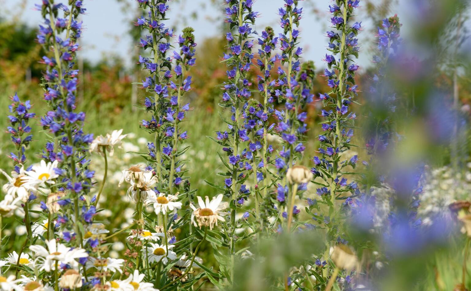 Greenarchitects stefaan willems landschapsarchitect wetteren biodivers soortenrijk bloemrijk grasland extensief beheer insecten lokkend bellis echium 01