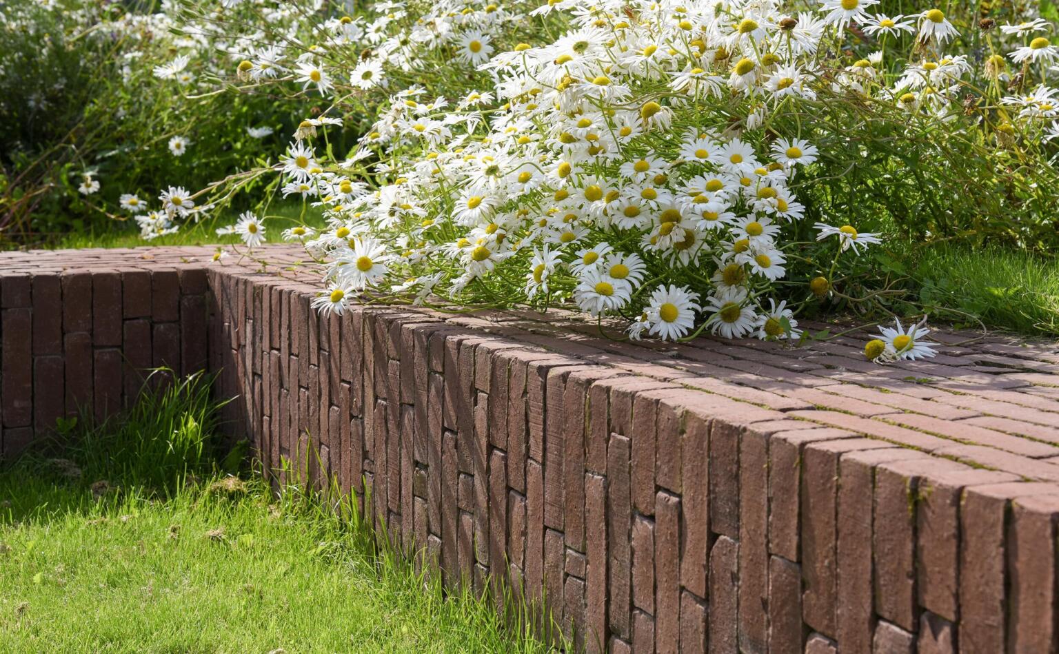 Greenarchitects stefaan willems landschapsarchitect wetteren keerwand zitbank kleiklinker taluds relief hoogstam boom bellis centaurea knautia bloemrijk bloeirijk grasland 03