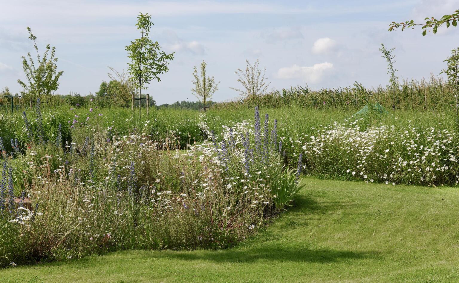 Greenarchitects stefaan willems tuinarchitect wetteren biodivers soortenrijk bloemrijk grasland extensief beheer insecten lokkend bellis centaurea knautia echium 01