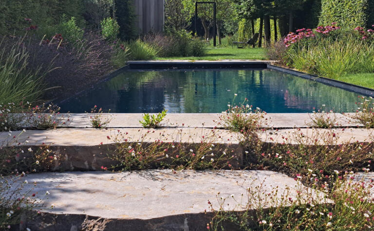 Greenarchitects stefaan willems tuinarchitect haaltert biopool zwembad breuksteen muschelkalk erigeron echinacea5