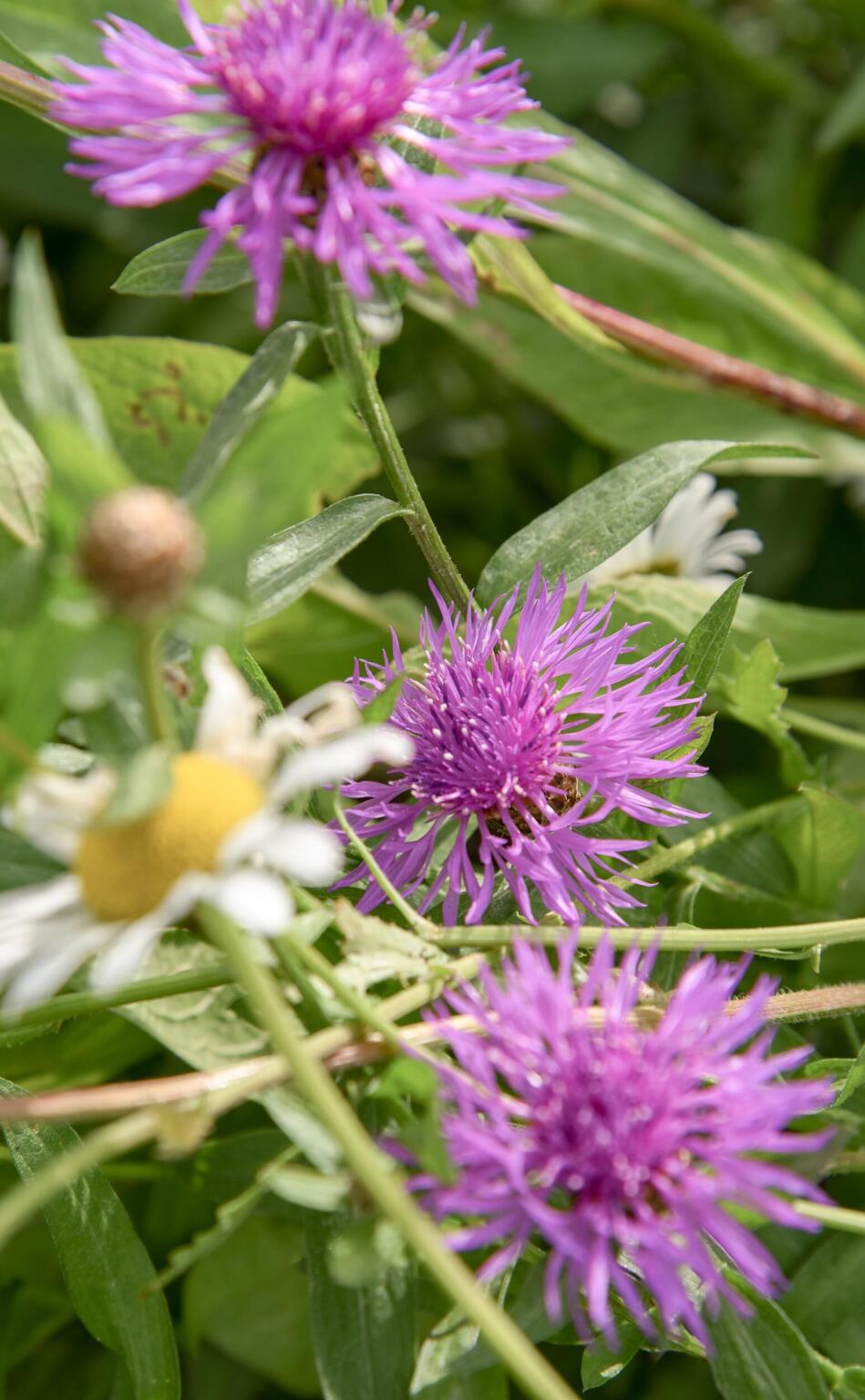 Greenarchitects stefaan willems landschapsarchitect wetteren biodivers soortenrijk bloemrijk grasland extensief beheer insecten lokkend bellis centaurea 01