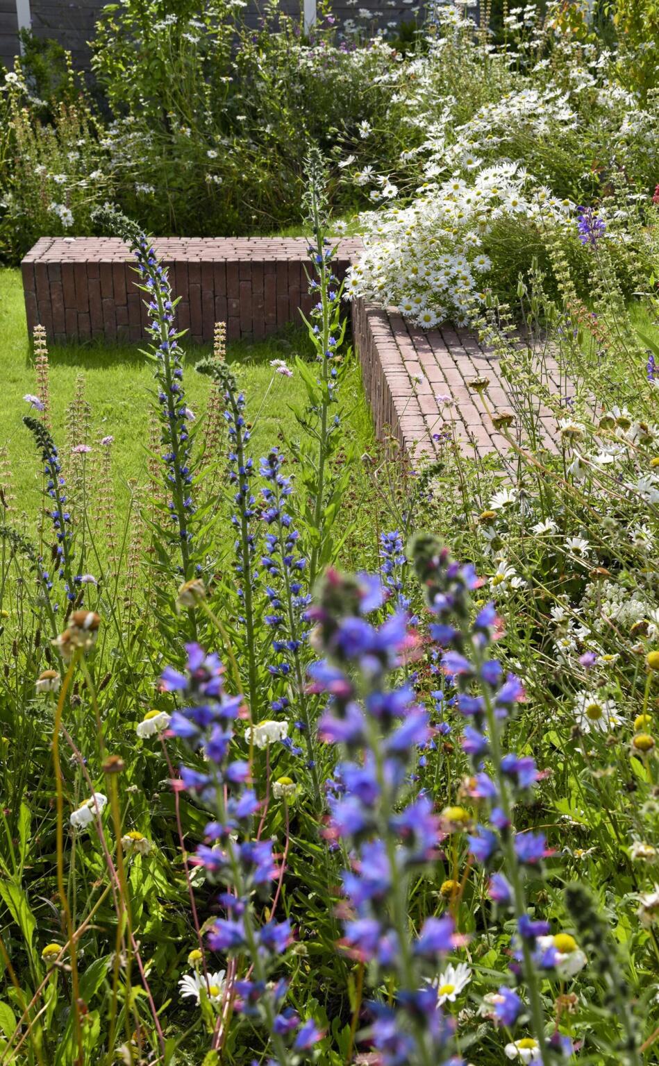 Greenarchitects stefaan willems landschapsarchitect wetteren keerwand zitbank kleiklinker taluds relief hoogstam boom bellis centaurea knautia bloemrijk bloeirijk grasland 04