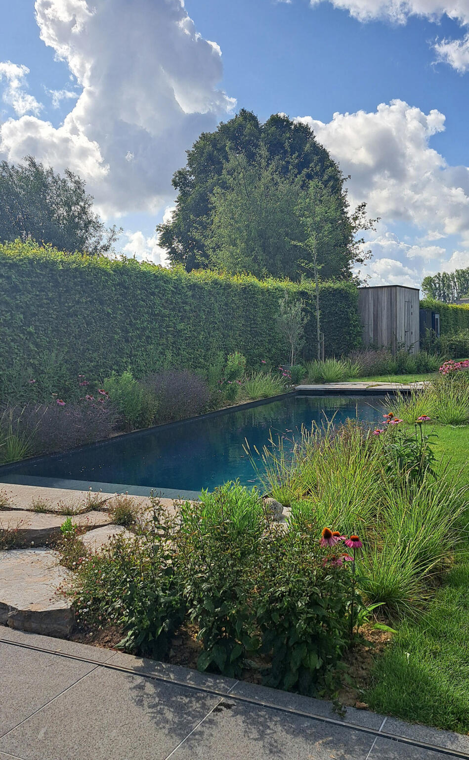 Greenarchitects stefaan willems tuinarchitect haaltert biopool zwembad breuksteen muschelkalk erigeron echinacea 1