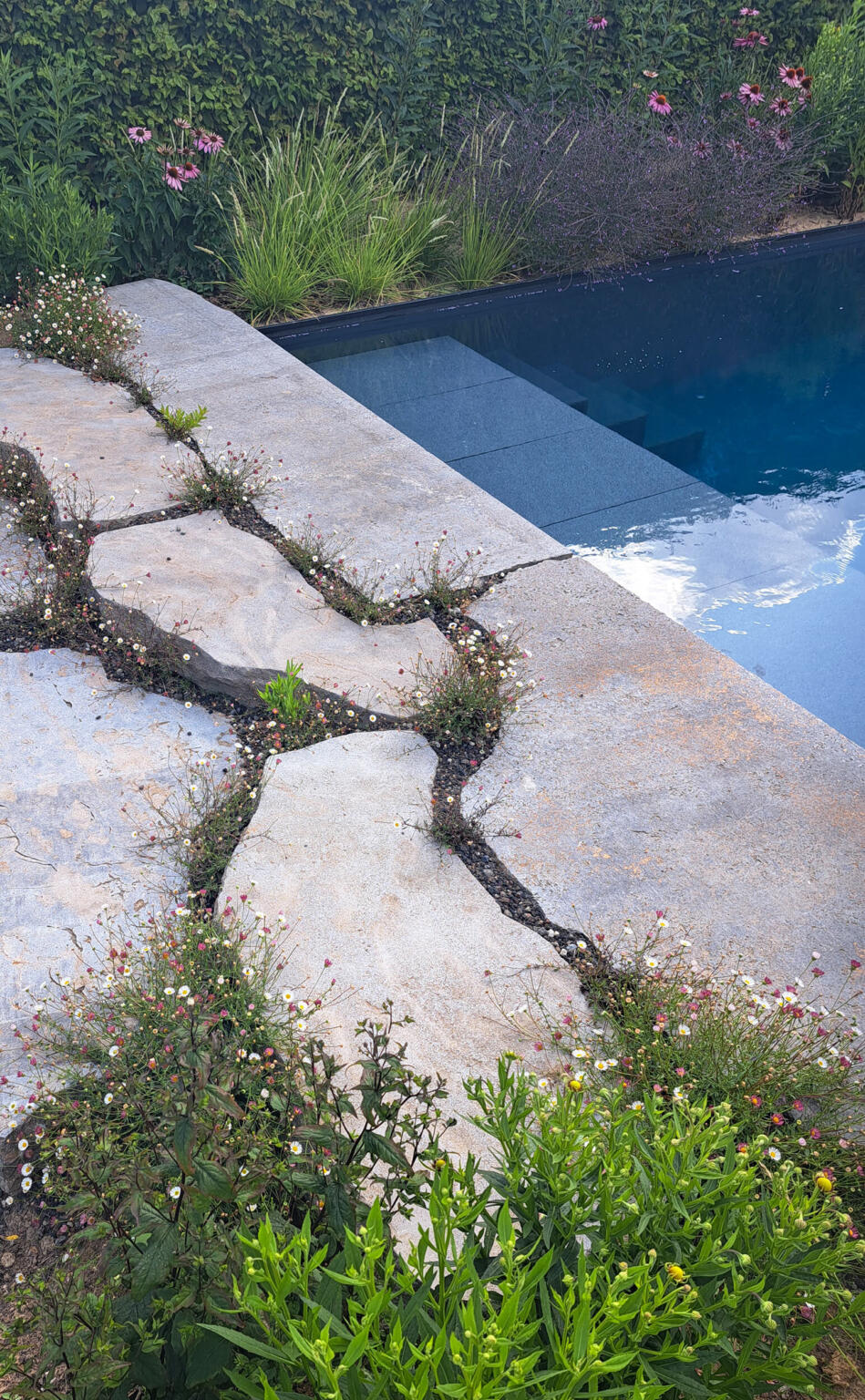 Greenarchitects stefaan willems tuinarchitect haaltert biopool zwembad breuksteen muschelkalk erigeron echinacea2