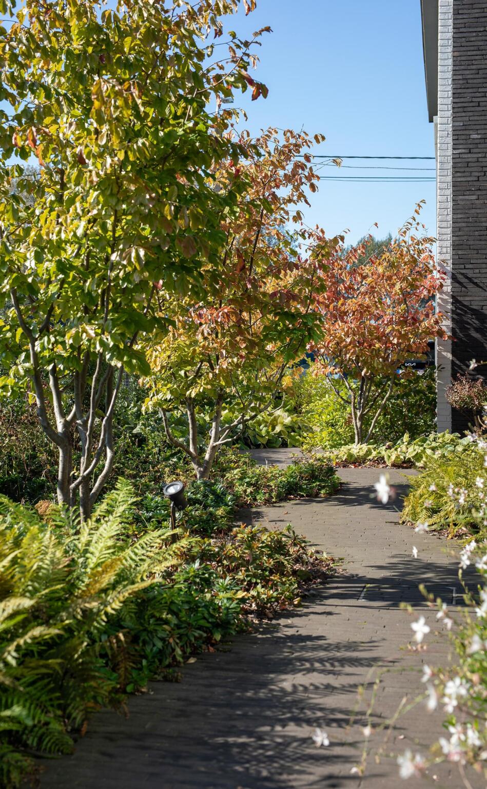 Greenarchitects stefaan willems tuinarchitect serskamp moderne woning kleiklinkers meerstammig polystichum gaura euphorbia 02