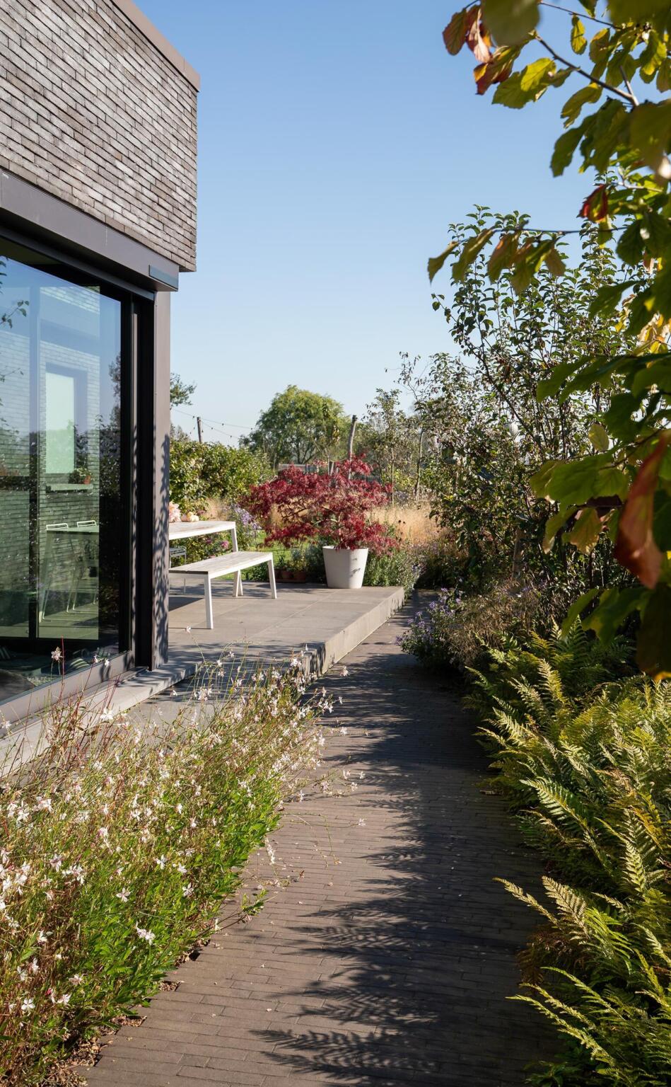 Greenarchitects stefaan willems tuinarchitect serskamp moderne woning kleiklinkers meerstammig polystichum gaura euphorbia 04