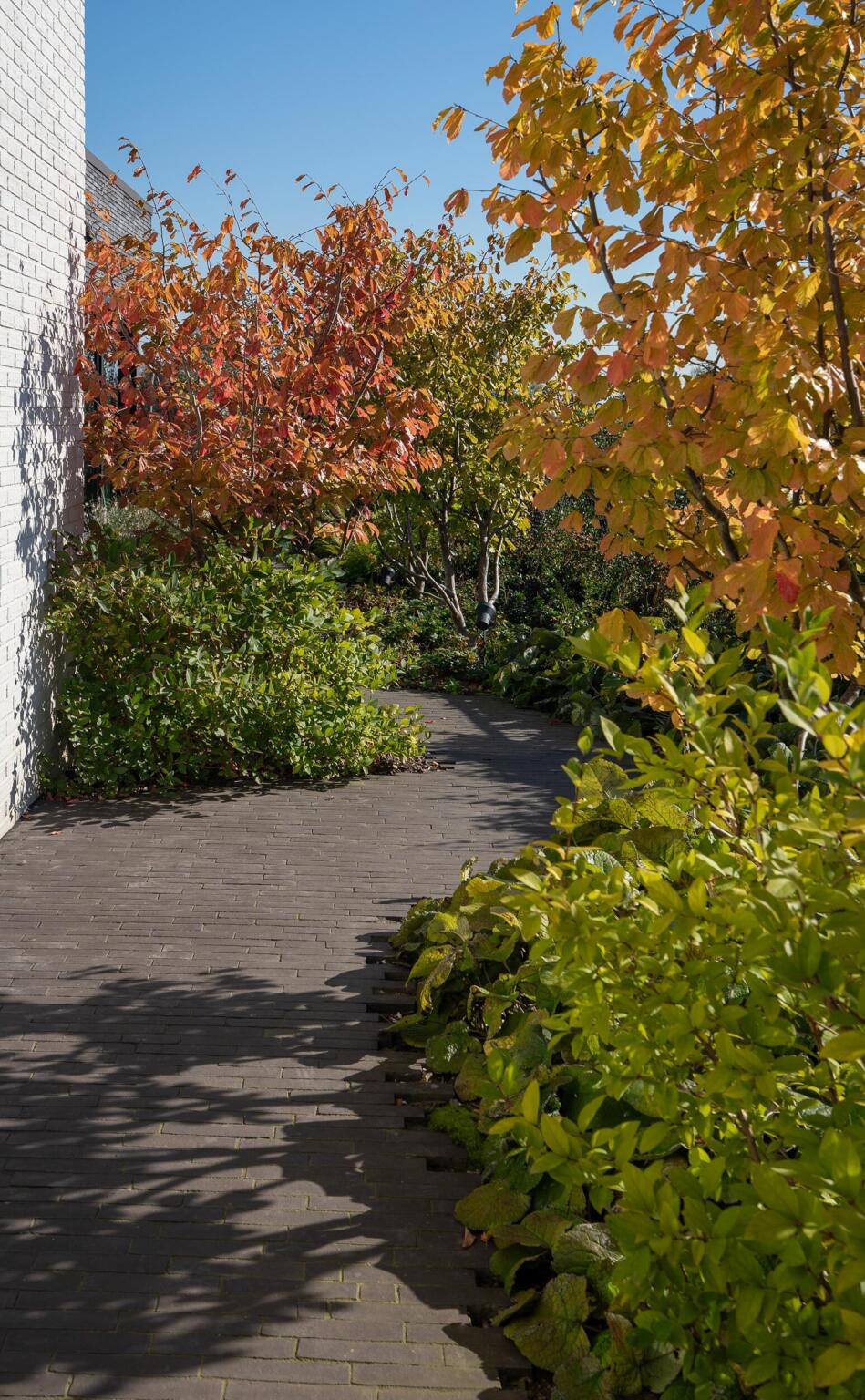 Greenarchitects stefaan willems tuinarchitect serskamp moderne woning kleiklinkers meerstammig polystichum gaura euphorbia 05