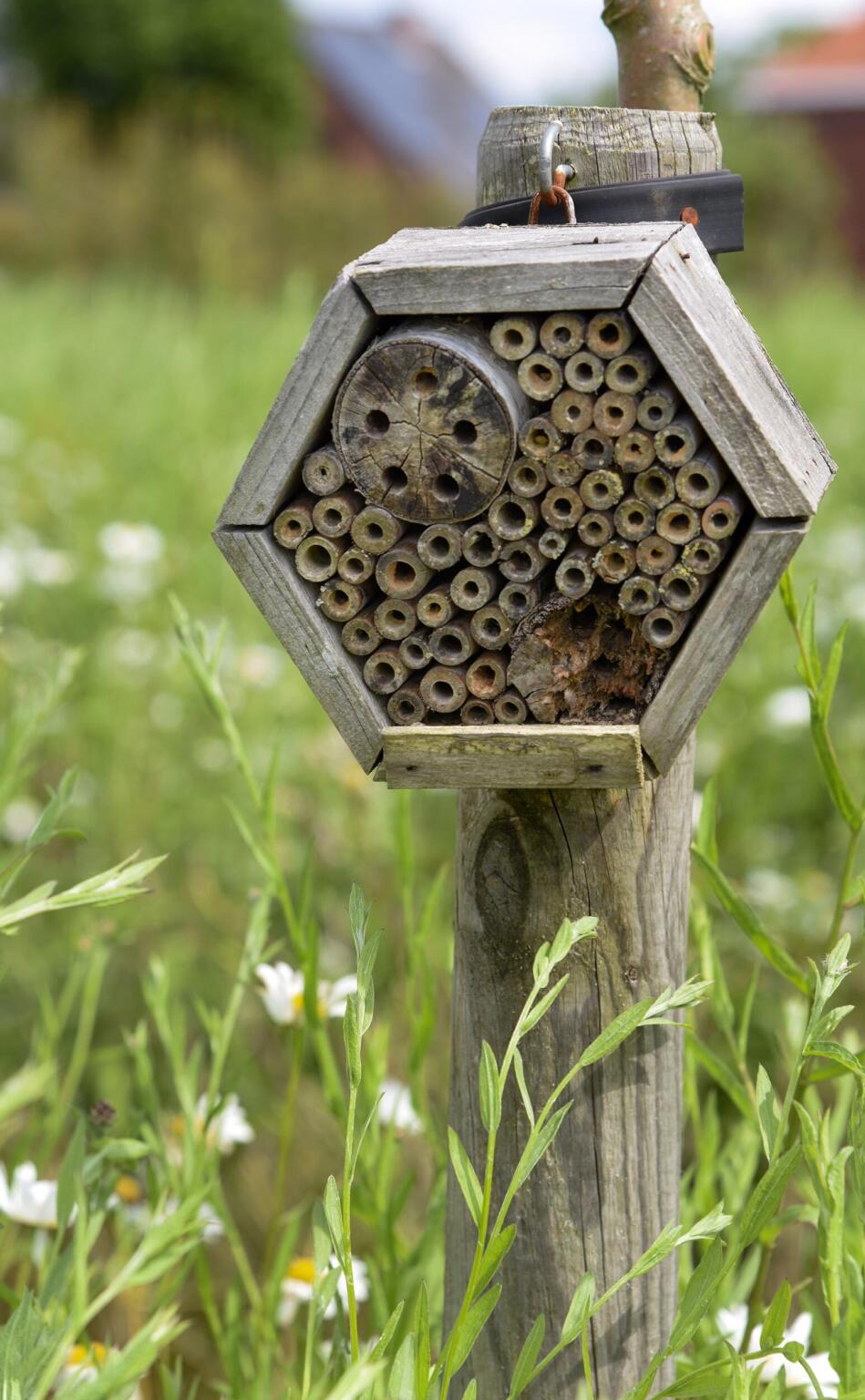 Greenarchitects stefaan willems tuinarchitect wetteren hoogstam boom biodivers soortenrijk bloemrijk grasland extensief beheer insecten lokkend insectenhotel bellis 01